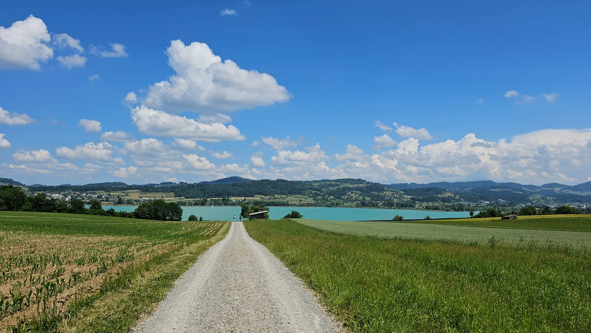 Der Pfäffikersee in knallgrüner Farbe, davor ein Feldweg.